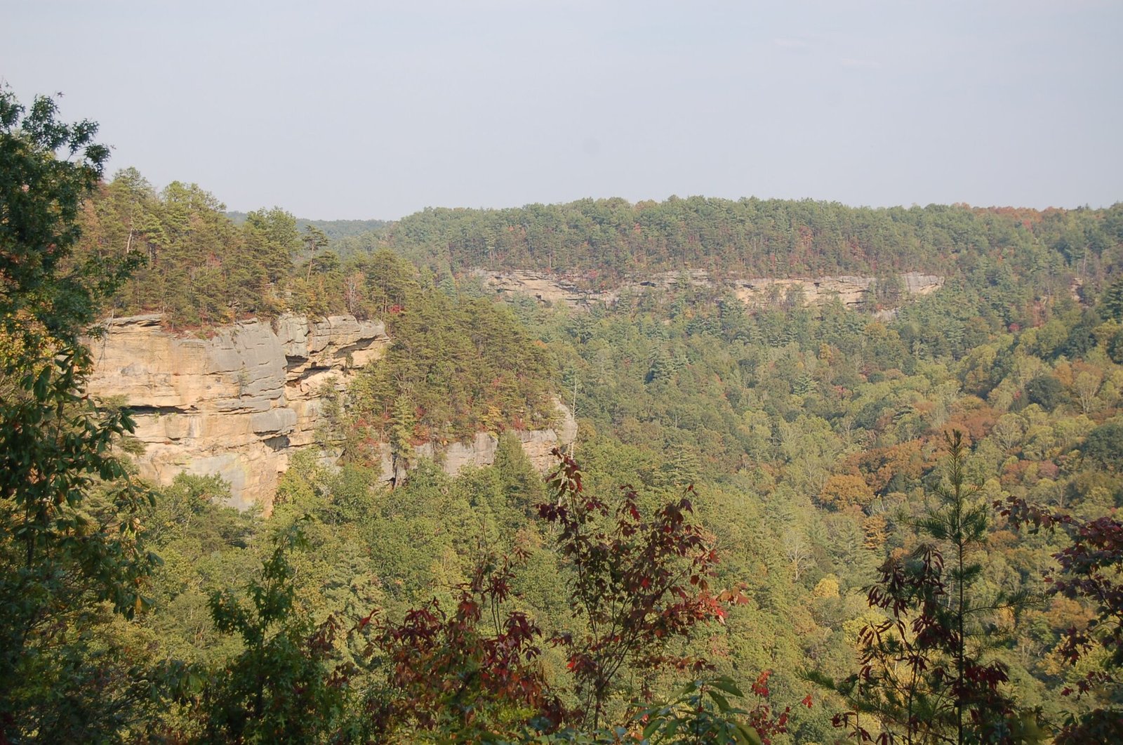 Sandstone cliffs of the Red River Gorge rising above the forest